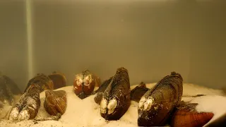 Freshwater Mussel Filtration Timelapse