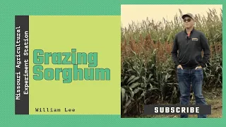 Grazing Sorghum as a Forage