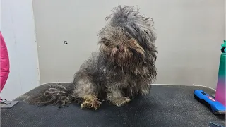 🐶😍❤️ INCREABLE MATTED DOG TRANSFORMAITON - DOG GROOMING