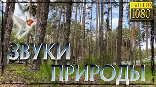 Звуки природы, лес, релакс, пение птиц. Звуки для отдыха . HD 1080p