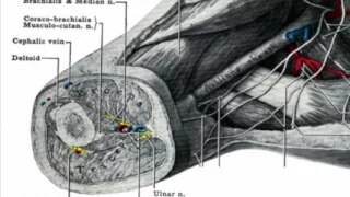 Upper Extremity Venous Ultrasound