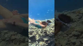Okinawa beautiful underwater video /freediving/underwater/one breath diving