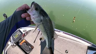 Douglas Lake 4-28-24 Sunny and no wind = Carolina Rig