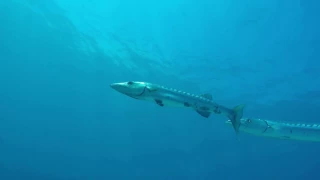 Barracuda Attacks a Fish