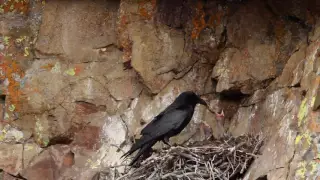 Raven Nest