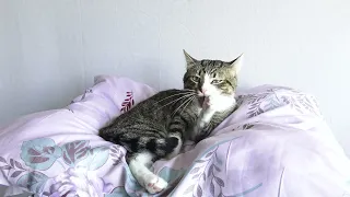 Cat Shows Us How He Uses His Paw to Wash His Nose