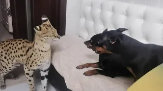 DOGS ATTACK SERVAL | HOW SERVAL meows