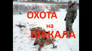 Охота на шакала с тепловизором. Jackal hunting with thermal sight