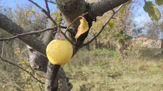 ЩОДЕННИК (20-26жовтня)- старт іграшки, дача і просування