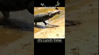 Crocodile 🐊 Eating Eel Fish #shortvideo #viral #youtubeshorts #shortsfeed #shorts