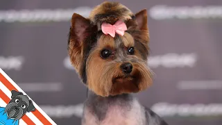 Full grooming Yorkshire terrier