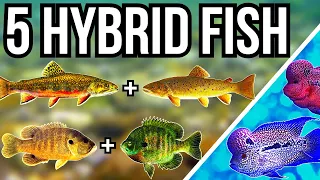 5 Hybrid Fish From Around The World