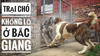 T1: Trại Chó "Khổng Lồ" tại Bắc Giang/ Alabai - Great Dane/ NhamTuatTV - Dog in Vietnam