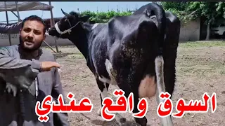 احجز الاضحيه من المعلم مرزوق والمكان والاكل ببلاش لحد ماتستلمها يوم العيد والعجله ب ٢٧٠٠٠ الف جنيه