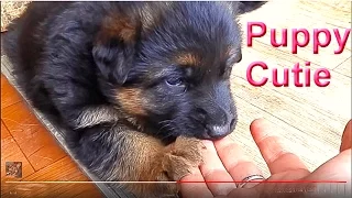 ЩЕНКИ МИЛАШКИ. Cutie Puppies. Забавные маленькие щенки немецкой овчарки. Одесса.