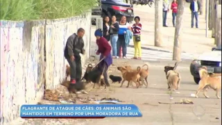 Cães de moradora de rua atacam moradores da região de São Mateus (SP)