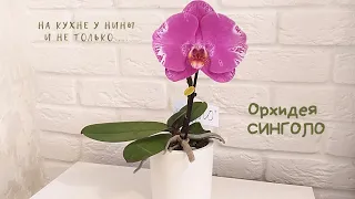 Орхидея Синголо/ Купила орхидею с сюрпризом