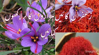 Grow 100% pure saffron/kesar at pots.How to grow saffron from bulbs.saffron growing in pakistan