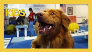 Learn About the Evolution of Dogs 🐶 | Weird But True! | S1 E4 | Full Episode | @natgeokids​