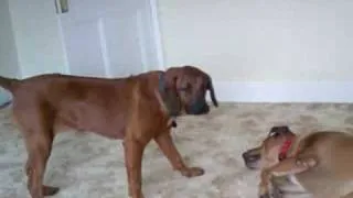 My Rhodesian Ridgebacks Playing