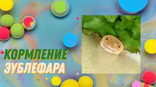 Кормление эублефара / eublefar feeding