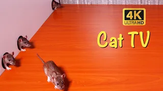 CAT TV 🐈 Purr-fect Entertainment 😹 Catchy Mouse Videos for Your Feline Friend