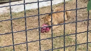 Парк львов Тайган. Львята едят мясо