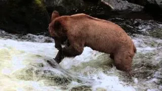 Brown Bear Catching Salmon Anan Creek Alaska 2013