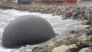 Massive Blue Whale Carcass 'May Explode' On Canadian Beach
