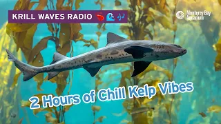 2 Hours Of Kelp Forest To Study/Relax To | Lofi Hip Hop | Monterey Bay Aquarium Krill Waves Radio