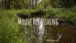 TOPWATER MOUSE Fly Fishing | Small Creek Fly Fishing for Brown Trout