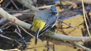 Grey Wagtail preening