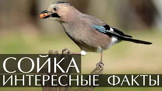 Сойка -- интересные факты