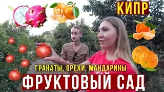 Фрукты на Кипре - Собираем Гранаты и Орехи, Вечеринка на Балконе с Эдиком