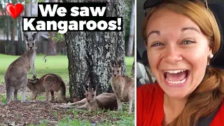 Americans see KANGAROOS for the First Time in Australia!!!