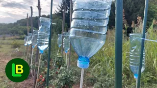 Tomato infusion! A simple drip water irrigation system with plastic bottles