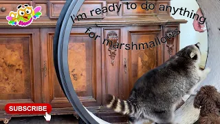 Marcel the raccoon agrees to run on a treadmill for marshmallows