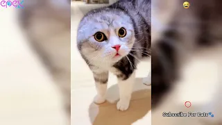 Funniest Cat Moments Ever😭😍 Watch The Funniest Cat Compilation😭🤣🤣