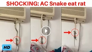Shocking Video: Snake crawls out of AC to eat rat!