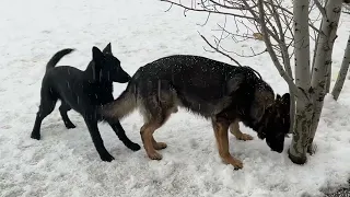 Another snow morning - Zita vom Haus Lohe and her cute daughter Centa vom Haus Denfors K9