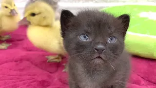 Little baby ducklings take care of fluffy kittens