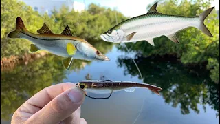 Fishing Downtown Canals for Whatever Bites!!! | TARPON ON THE NEW REEL?!?!