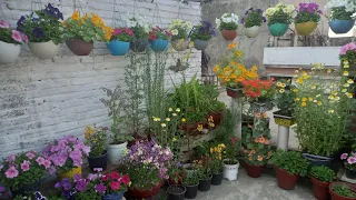 beautiful terrace garden decoration |terrace garden overview🥰🥰spring flowers