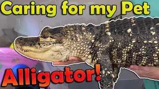 What it's Like to Have a Pet Alligator (2019 Edition)