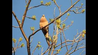 Mourning Dove cooing (unmated male perch-coo)