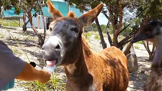 Maya gives Serrano a nice cold treat at Alveus