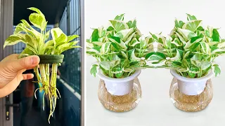 The fastest solution propagate tree "Marble Queen Pothos" in water