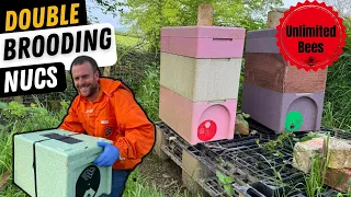 Double Brooding Nucs. How To Produce Unlimited Bees