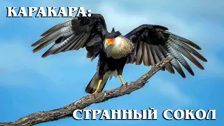 КАРАКАРА: Странный сокол-падальщик, который не любит летать | Интересные факты про птиц и животных