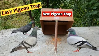 pigeon trap easy homemade || kabutar trap || pigeon trap video || pigeon trap cardboard box #trap